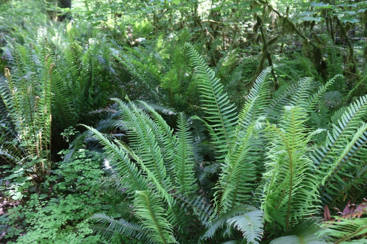 Trout Creek Campground on the South Santiam River