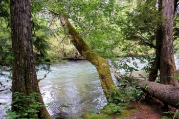 Camping at Adams Fork Campground in Washington