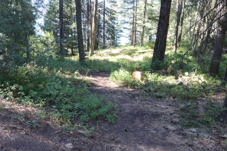 Camping in Antelope campground on Sagehen Reservoir.