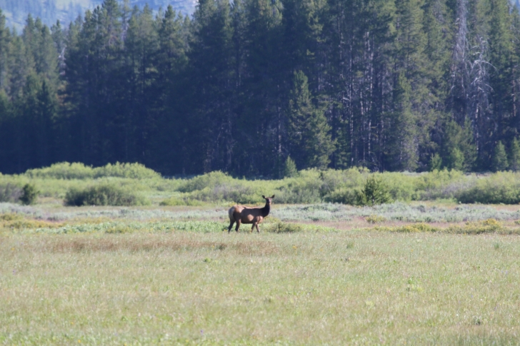 Camping at Bench Creek Campground near the Sawtooth Mountains