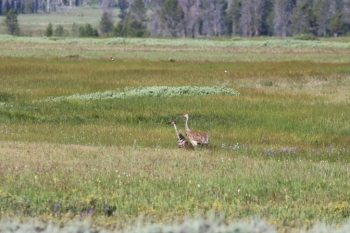Camping at Bench Creek Campground near the Sawtooth Mountains