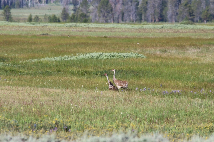 Camping at Bench Creek Campground near the Sawtooth Mountains