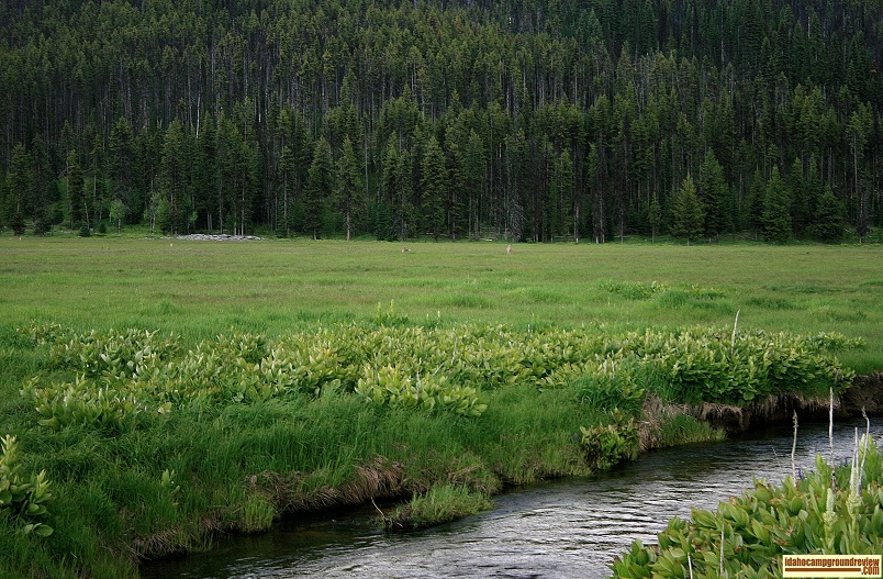 this meadow is a short distance from Bridge Creek Campground, there were several whitetail deer on it.