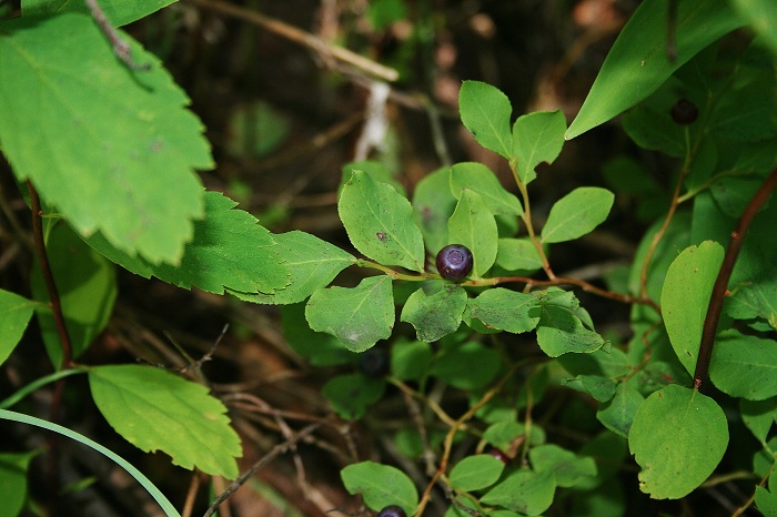 Calamity Campground on Palisades Reservoir.