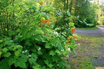 Castle Creek Campground on the South Fork of the Clearwater River near Grangeville, Idaho.