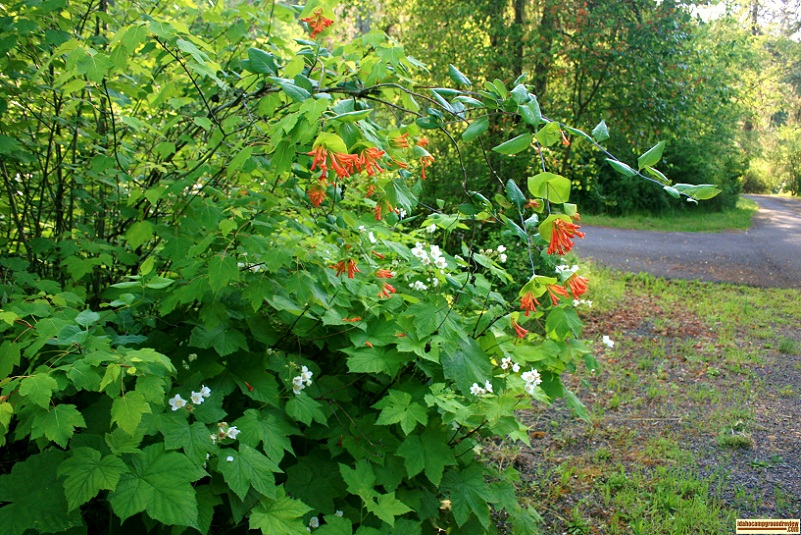 Castle Creek Campground on the South Fork of the Clearwater River near Grangeville, Idaho.