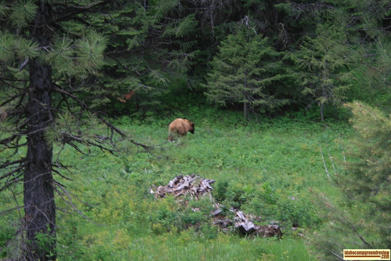 Cold Springs Campground near Lost Lake