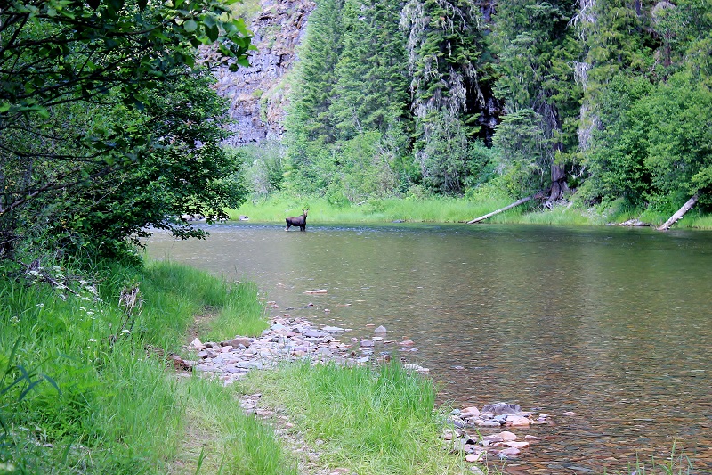 Devil's Elbow Campgorund on the Coeur d'Alene River
