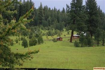Elk graze on this meadow not far from Ditch Creek Campground