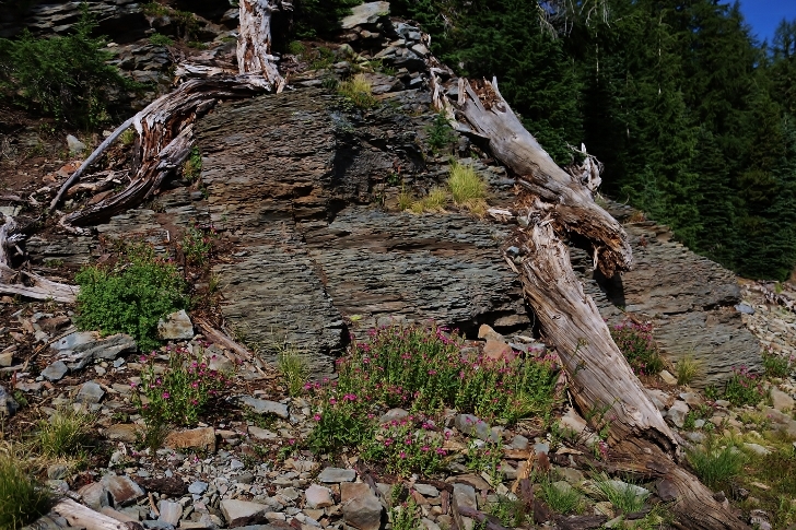 A scenic picture found near Three Creek Lake in Oregon.