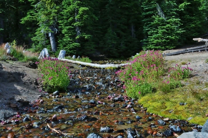 A picture of the creek as it flows to Three Creek Lake.