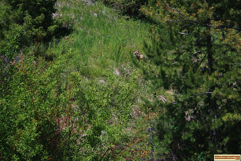 A fox has just caught a cottontail rabbit near Eightmile Campground.