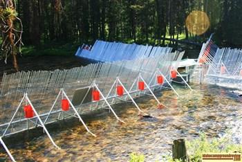 Fish counting station in  the Salmon River at Fir Creek Campground.