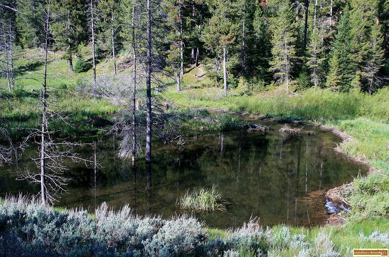 I found this beaver pond south of Five Points Campground. There was no sign.