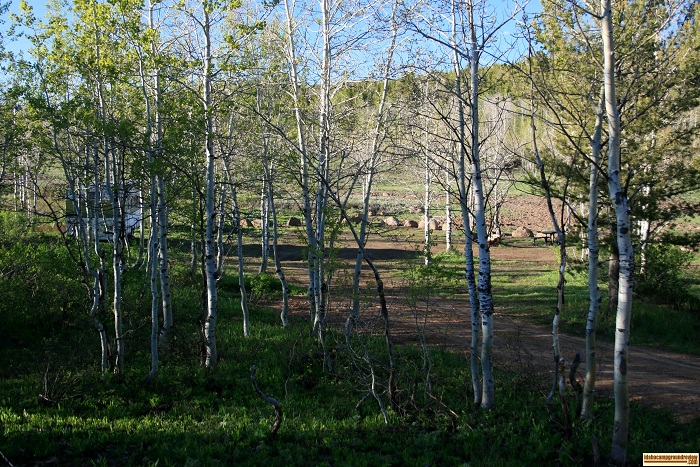 One of many campsites in FS Flats Campground.