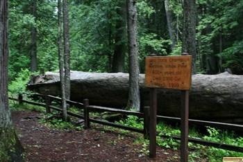 Giant The Giant Whitepine  that the campground gets its name from.
