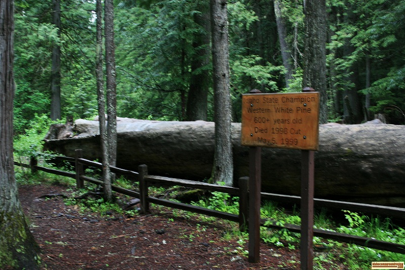 Giant The Giant Whitepine  that the campground gets its name from.