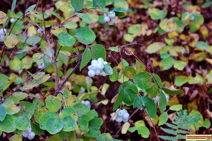 Hardscrabble Campground