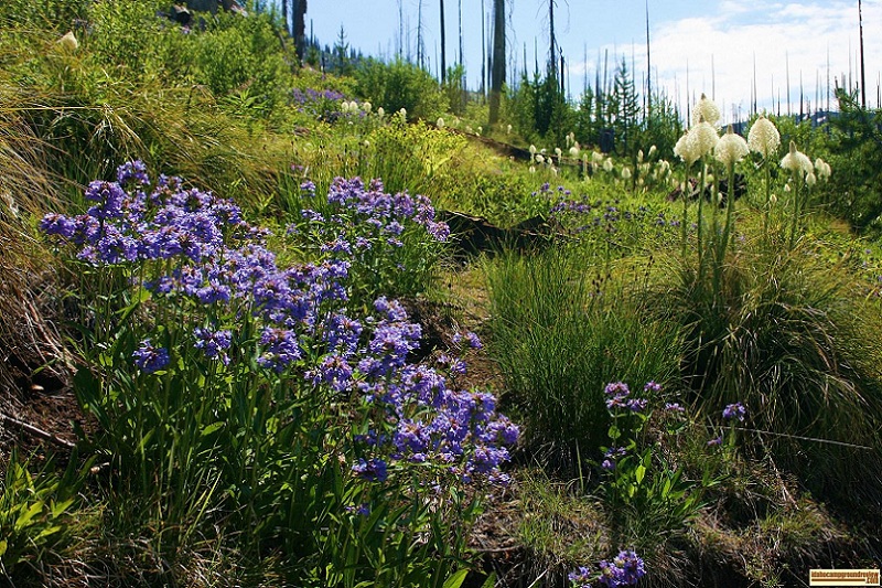 Hazard Lake wild flowers