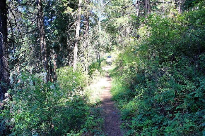 The trail climbs fair steeply here.