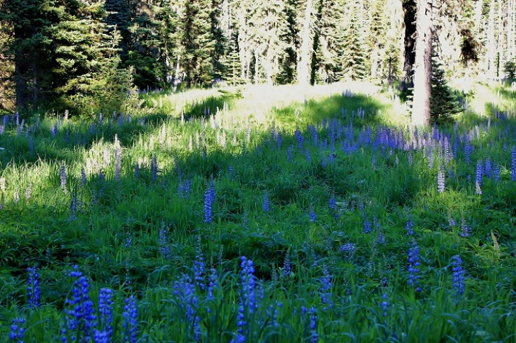 Camping in Washington's Horseshoe Lake Campground.