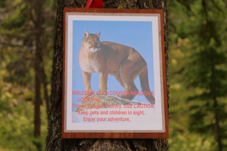 After the viewpoint the trail goes on to Cougar Meadows, but watch out for cougars.

