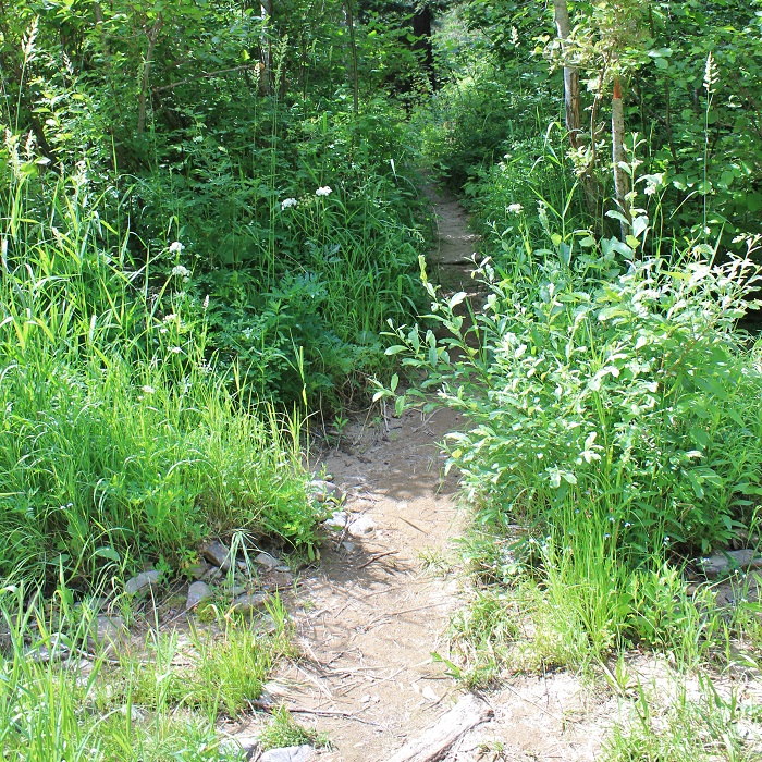Kit Price Campground on the coeur d'Alene River.