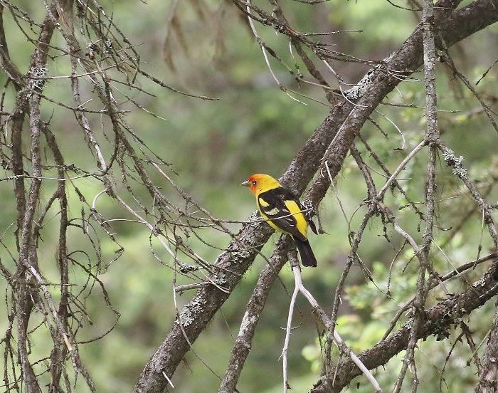 We found these animals at Lake Fork Campground.