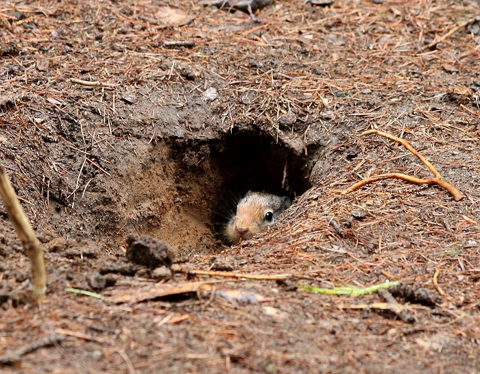 We found these animals at Lake Fork Campground.