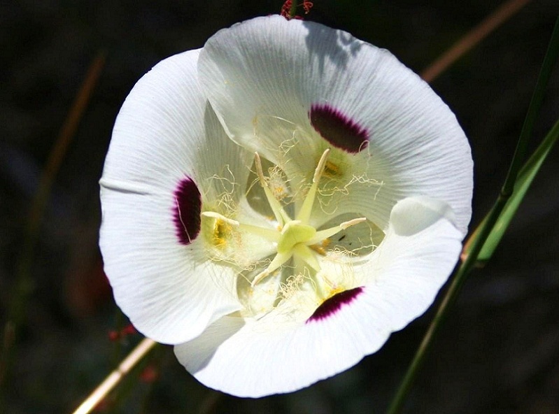 A wild flower in  Mountain View Campground.