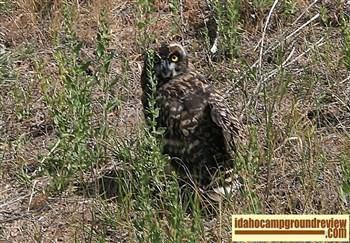 We saw this owl near Myrtle Point Campground on the Magic Reservoir.