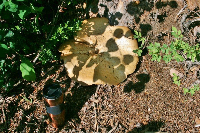 Pine Creek Campground