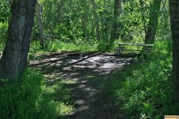 Campsite #5 at Pioneer Campground has several picnic tables and an extra large fire ring.