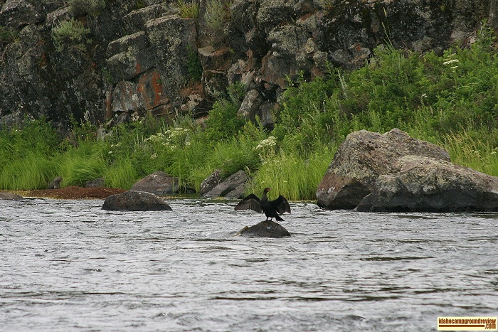 Riverside Campground on Henry's Fork.
