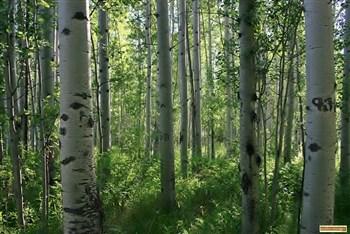 Sawmill Campground on the East Fork of the Big Wood River