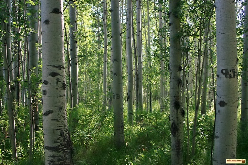 Sawmill Campground on the East Fork of the Big Wood River