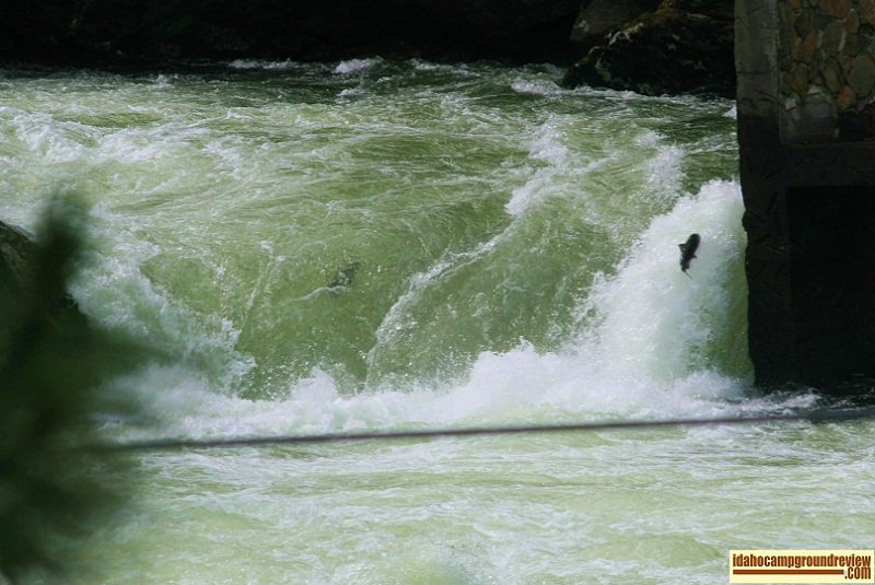 Do you see both salmon?