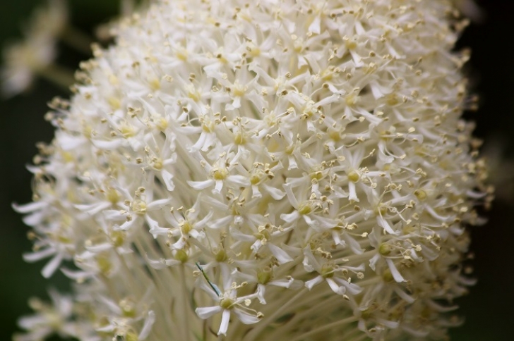 Camping in Washington's Takhlakh Lake Campground.