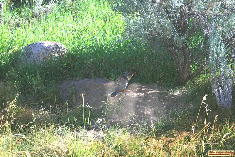 This ground squirrel came out to say "Hi!" at Whiskey Flats Campground.