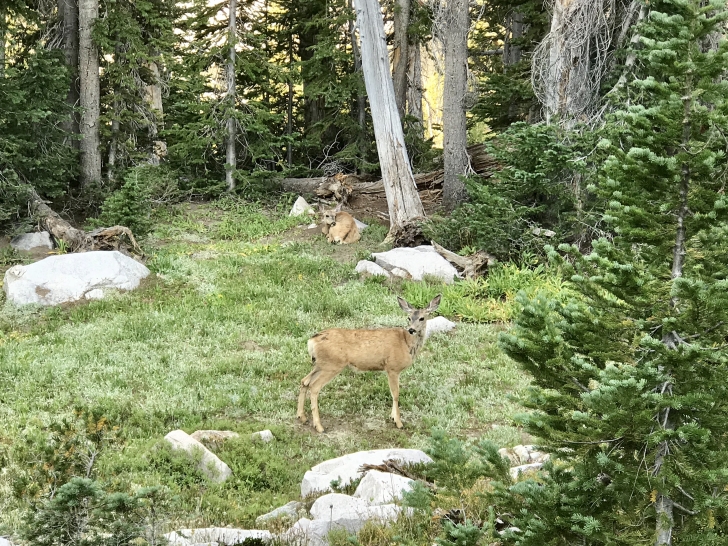 Hiking to Toxaway Lake from the Tin Cup Hikers Trailhead in the Sawtooth Mountains of Idaho.