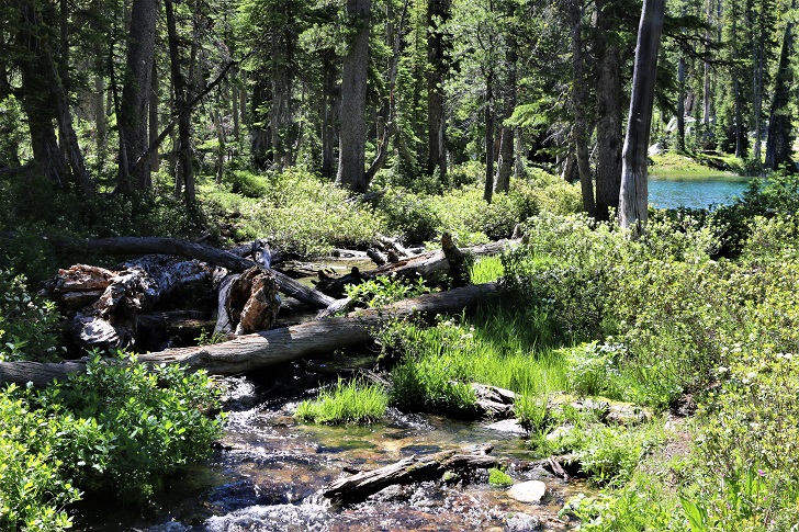 A pictureof the creek as it leaves thelower Hanson Lake.