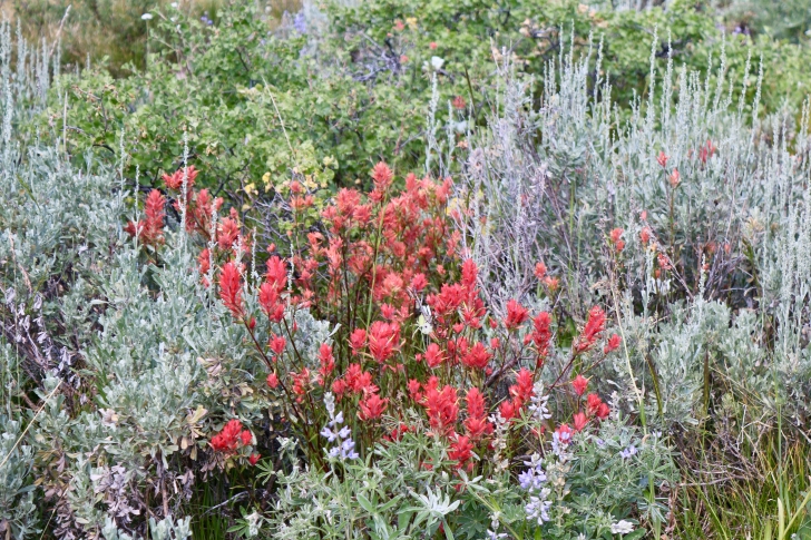 Indian Paintbrush