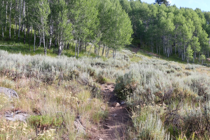 A picture of the trail as you climb up the ridge to the Alpine Way trail.