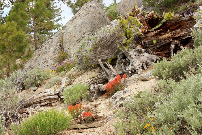 Mores Mountain Trail near Boise, Idaho.