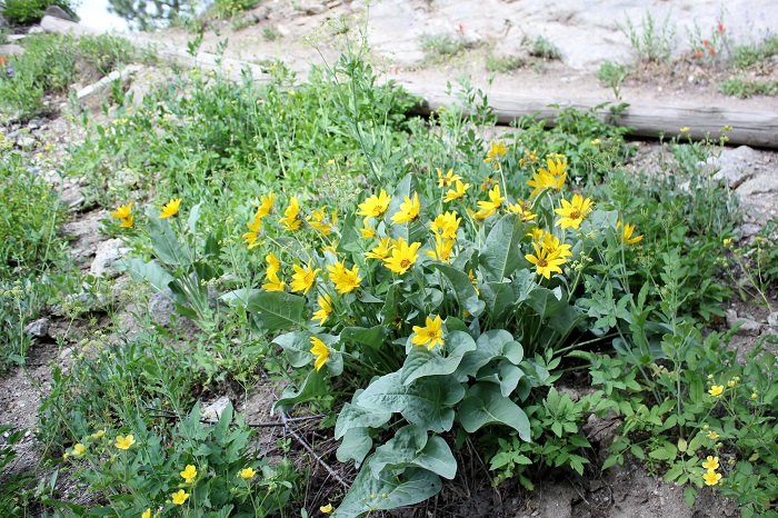Mores Mountain Trail near Boise, Idaho.