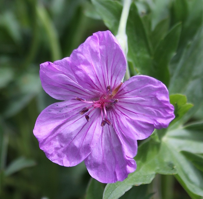 Mores Mountain Trail near Boise, Idaho.