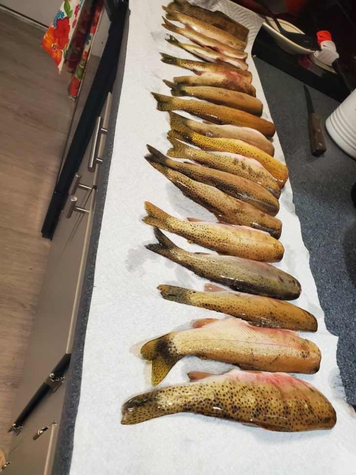 Cuttroat trout caught at Pistol Lake.