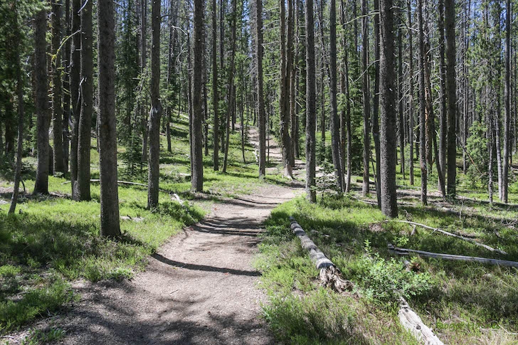 Warm Springs Trail #147 near Bull Trout Lake