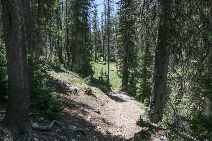 Warm Springs Trail #147 near Bull Trout Lake