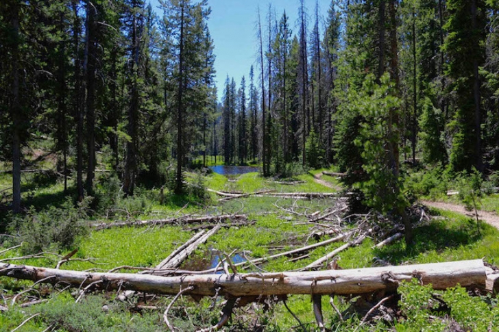 Warm Springs Trail #147 near Bull Trout Lake